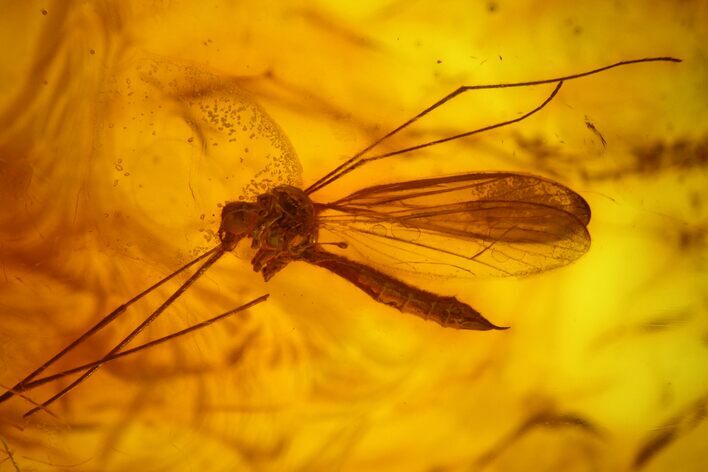 Detailed, Long-Legged Fossil Crane Fly (Tipulidae) In Baltic Amber #183643